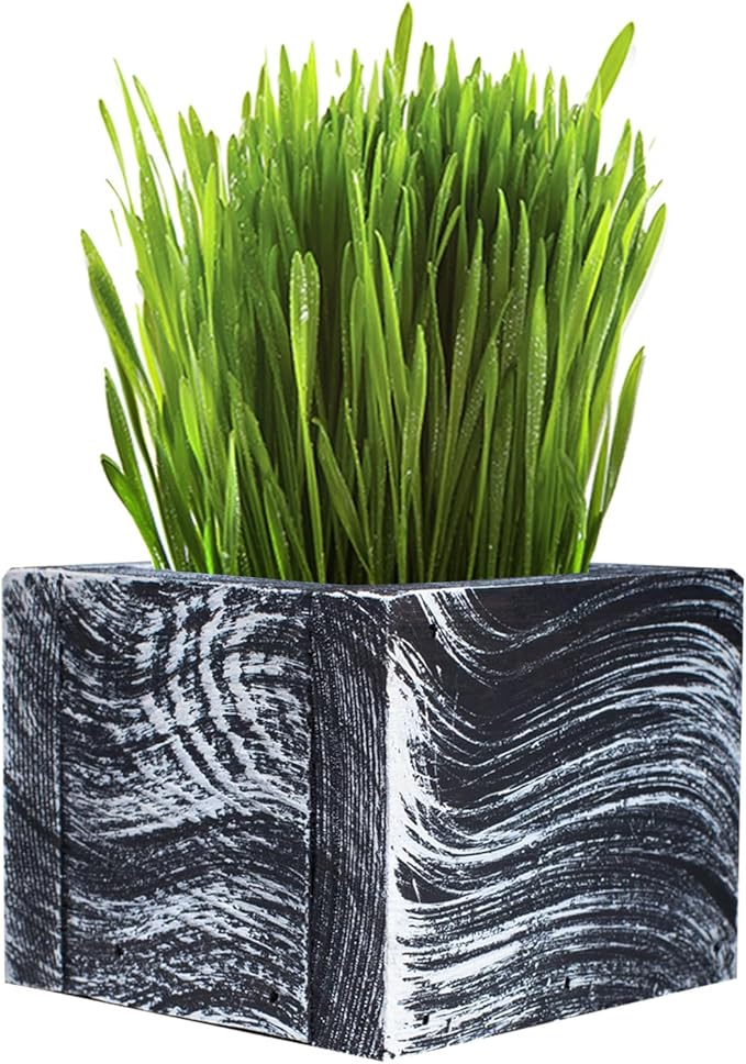 Cat Grass for Indoor Cats - Christmas Organic Cat Grass Kit: 4.25" Square Planter with Organic Seeds, Soil Pucks, Hand Made in the USA (Green Gold)