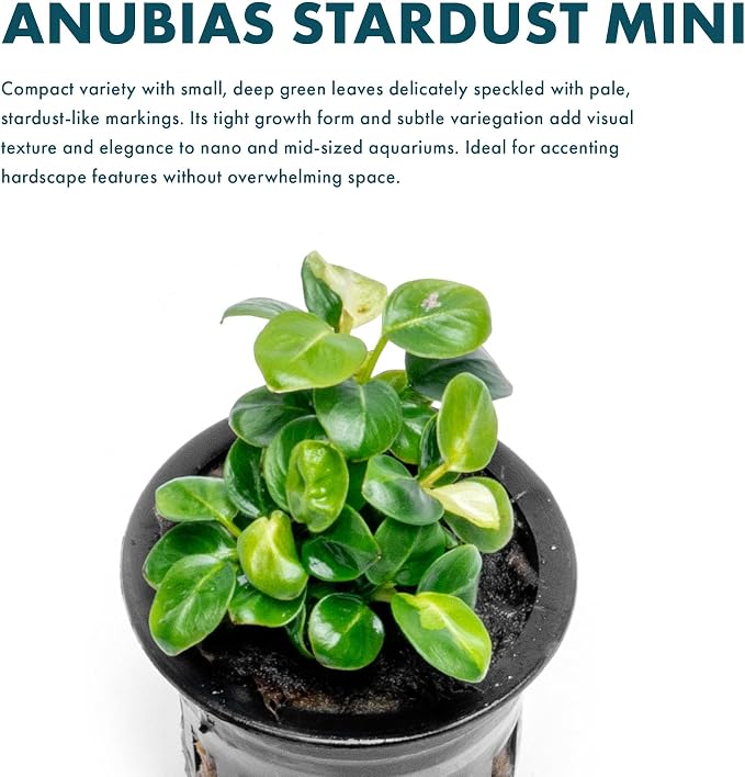 Anubias Live Aquarium Plants - Potted Freshwater Plant for Fish Tanks, Terrariums - Beginner Friendly Low Light (Stardust Mini, 1 Pot)