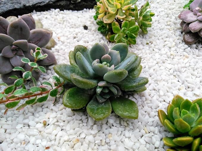 Boniosz 2.4lb Succulent and Cactus Bonsai DIY Rocks, White Gravel for Terrarium, Fairy Gardening, Top Dressing, Mini White Rocks
