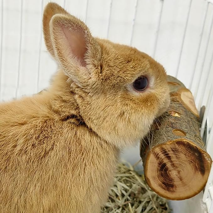 Apple Wood, Small Animals Cage Accessories, Molar Wood Chew Treats Toys for Rabbits, Hamster, Guinea Pig, Chinchillas, Gerbils, Mice, Rats, Mouse, Bunny