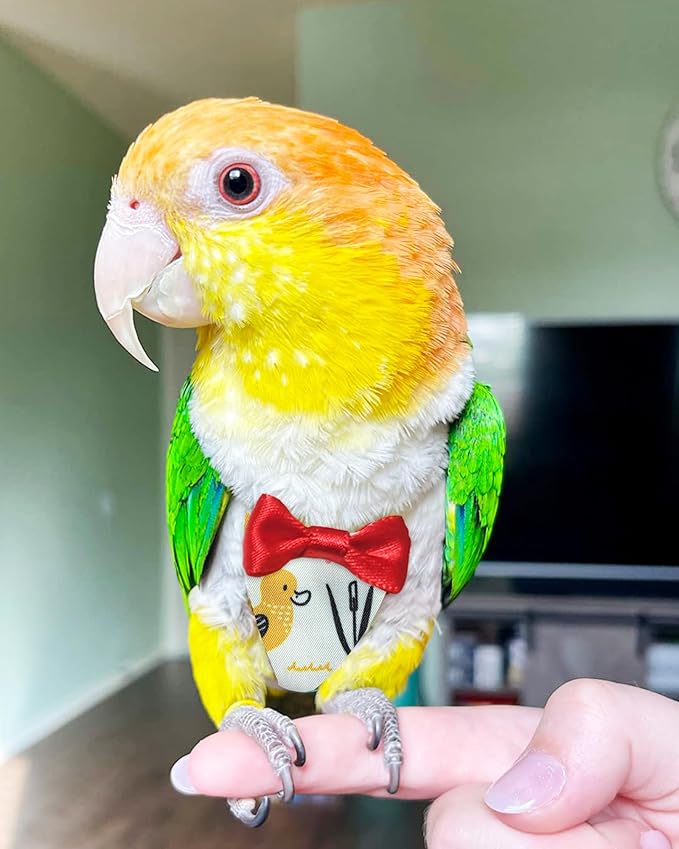 UKJENT Bird Diaper Protective Parrot Nappy 2 Pack, Reusable Flight Suit with Waterproof Inner Layer, Washable Cute Urine Wet Suit for Cockatiel Monk Parakeet Sun Parakeet Lory(S)