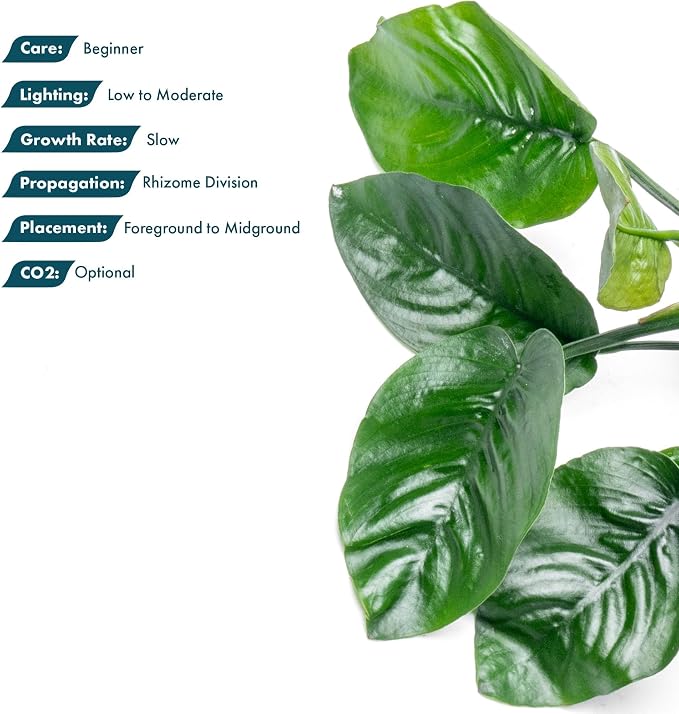 Anubias Live Aquarium Plants - Potted Freshwater Plant for Fish Tanks, Terrariums - Beginner Friendly Low Light (Barteri Butterfly, 5 Pots)