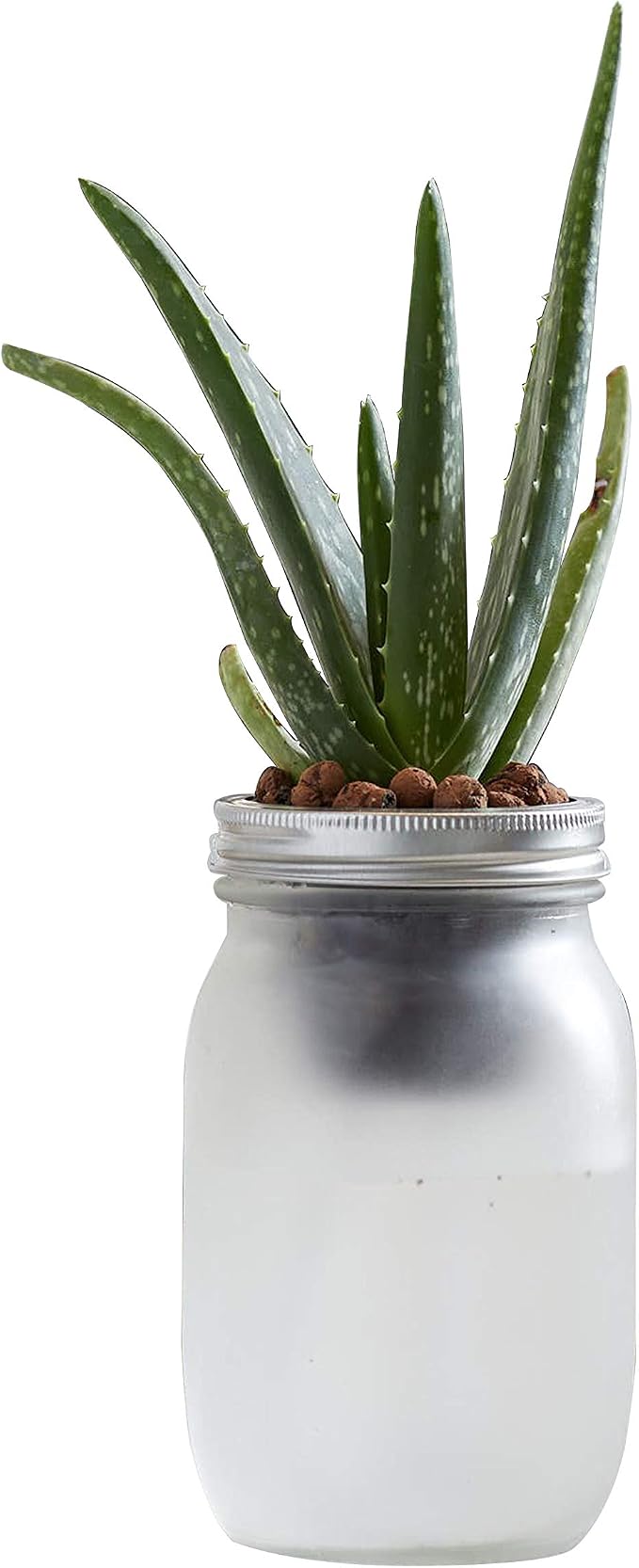 Back to the Roots Self Watering Grow Kit - Glass Hydroponic Planters for Succulents and Cacti Self-Watering System (Pack of 3)
