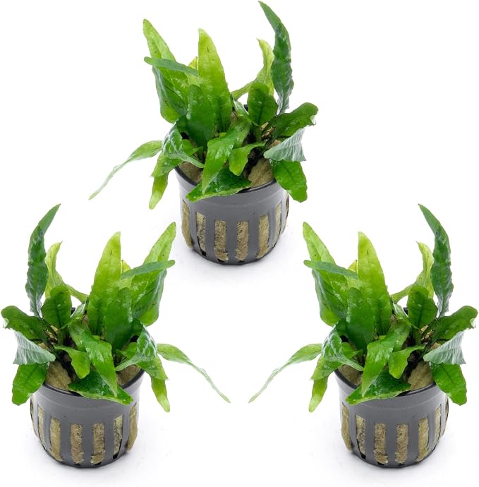 Java Fern Live Aquarium Plants - Potted Freshwater Plant for Fish Tanks - Beginner Friendly, Low Light (Narrow Mini, 3 Pots)