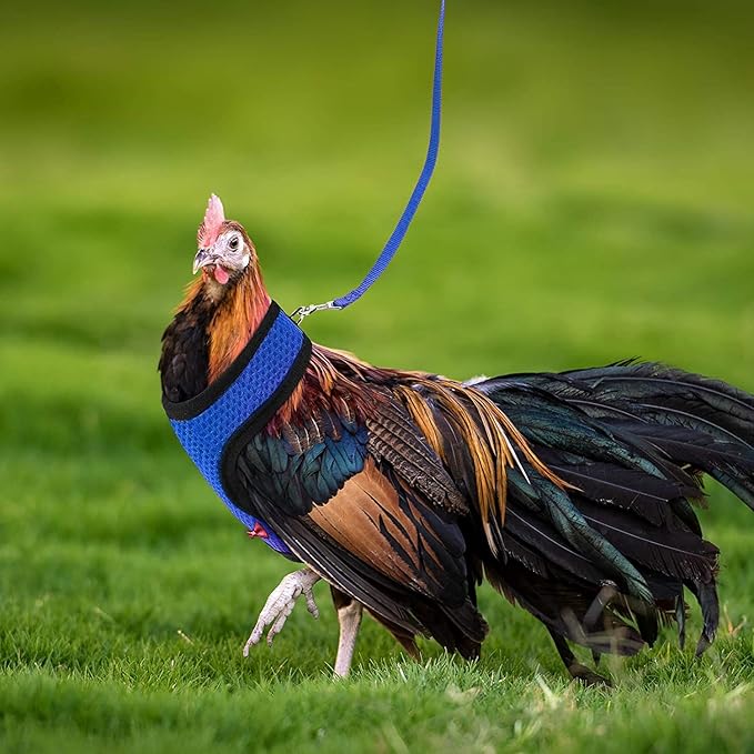 Chicken Harness (Medium, Blue) with Leash, Breathable, Adjustable, Comfortable for Chickens, Ducks, Geese, and Small Pets