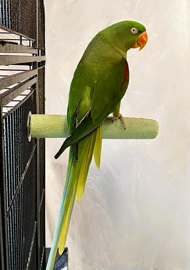Polly's Pastels Nail Trimming & Beak Conditioning Safety Perch for Cockatiels, Cockatoos, Macaws, Parakeets, Budgies, Parrots and All Other Birds (Green, Large-1 1/2
