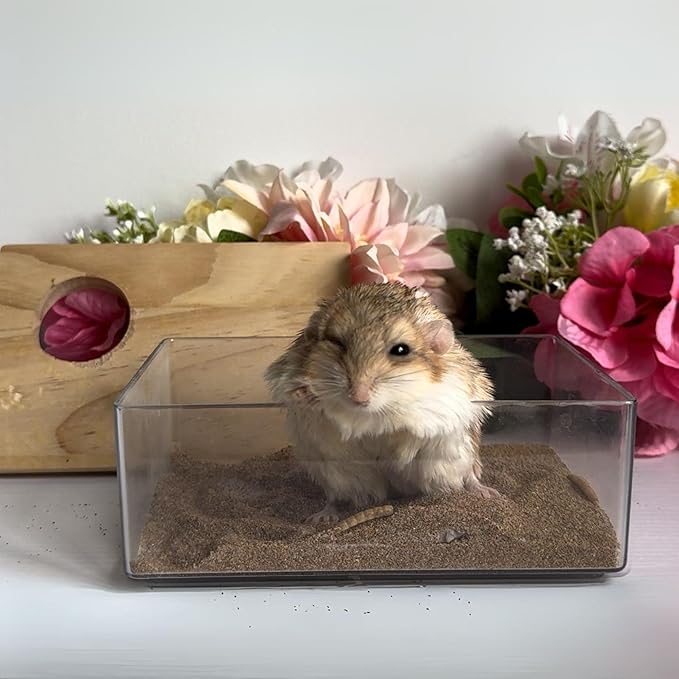 Exotic Nutrition Acrylic Sand Bath House - Fun & Unique Cage Accessory for Hamsters, Gerbils, Chinchillas, and Degus (Large)