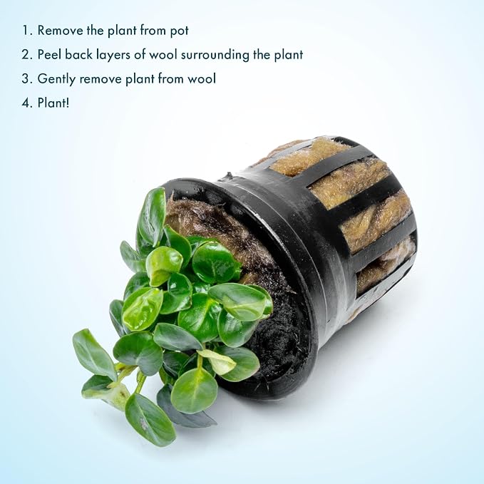 Anubias Live Aquarium Plants - Potted Freshwater Plant for Fish Tanks, Terrariums - Beginner Friendly Low Light (Stardust Mini, 1 Pot)