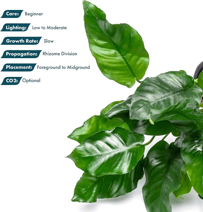 Anubias Live Aquarium Plants - Potted Freshwater Plant for Fish Tanks, Terrariums - Beginner Friendly Low Light (Nana, Mother Plant)