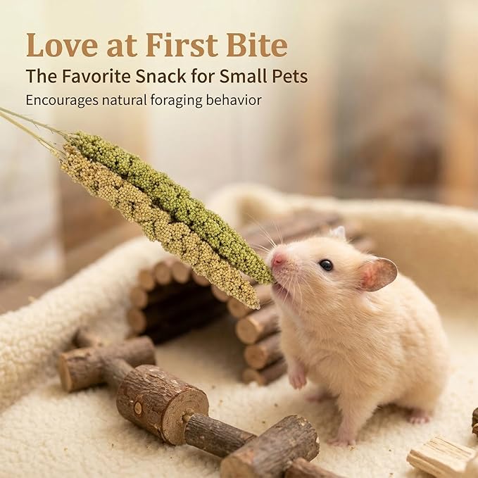 Sukh Hamster Millet Sprays - 30Pcs Natural Millets 12.6In Hamster Bedding Decor Cages and Habitats Accessories Spray for Dwarf Syrian Hamsters Chinchilla Squirrel and Birds
