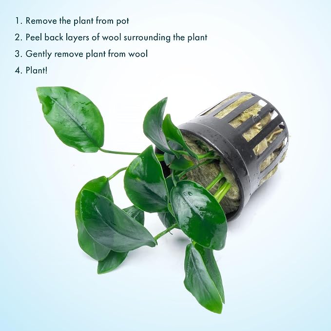 Anubias Live Aquarium Plants - Potted Freshwater Plant for Fish Tanks, Terrariums - Beginner Friendly Low Light (Nana, 5 Pots)