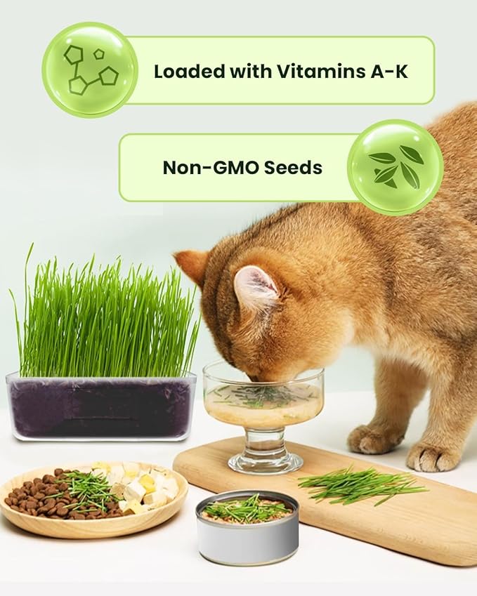 Cat Grass Growing Kit for Indoor Cats – Fast Growing (3-7 Days Harvest), Wheat Seeds, BPA-Free Planter & Soil – Helps Hairball Control, Digestion & Fresh Breath – Green Fresh (3 Pack)