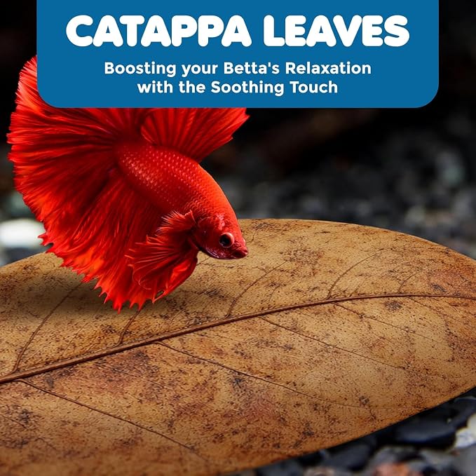 SunGrow 10 Indian Almond (Catappa) Leaves for Betta Fish - Aquarium Water Conditioner, Adds Tannins, Lowers pH, Enhances Color, Stress Relief, Water Softening Treatment, 4-7 Inches