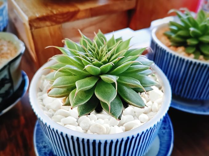 Boniosz 2.4lb Succulent and Cactus Bonsai DIY Rocks, White Gravel for Terrarium, Fairy Gardening, Top Dressing, Mini White Rocks