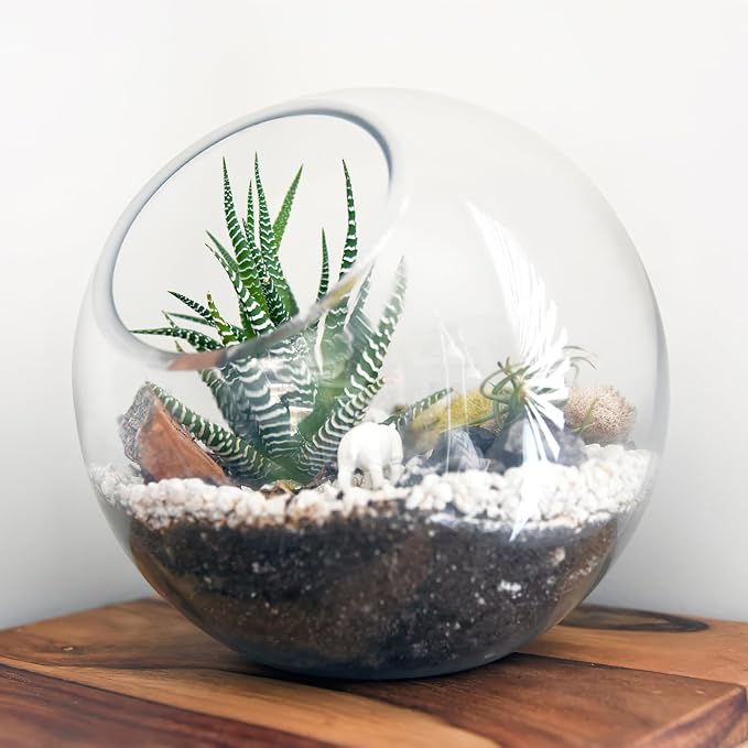 Milisten 3pcs Glass Terrariums for Plants, Slanted Terrarium Jar, Glass Fish Bowls for Air Plant Succulent Cactus Moss, Clear Globe Vase Container for Home Desktop Micro Landscape Decor, 3 Size