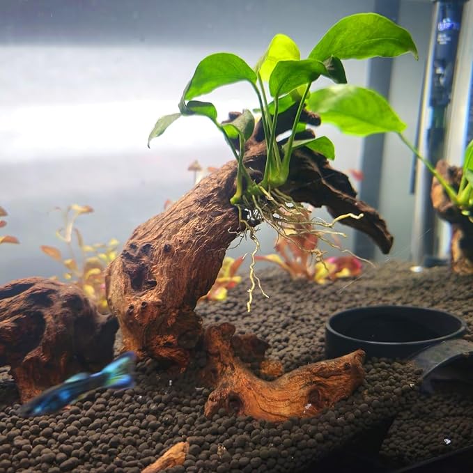 10 PCS Natural Aquarium Driftwood 2-4", Aquarium Drift Wood for Fish Tank Decoration, Assorted Size Mopani Wood Twisted Branches Trunk Decor for Freshwater, Reptile Terrarium