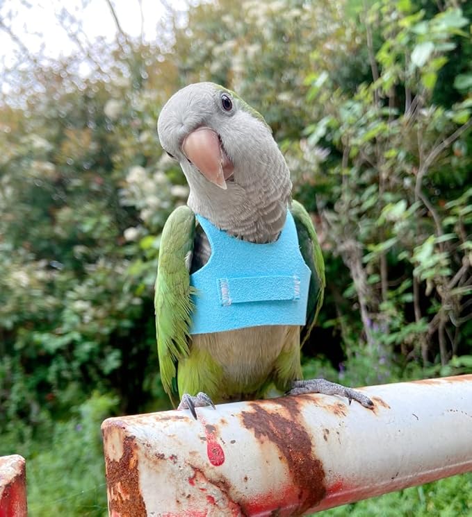 Bird Flight Harness Vest Parrot Flight Suit with Leash for Parakeets Cockatiels Conures Budgies, Bird Flying Clothes with Rope and Handle for Outdoor Activities Training (L,Blue)