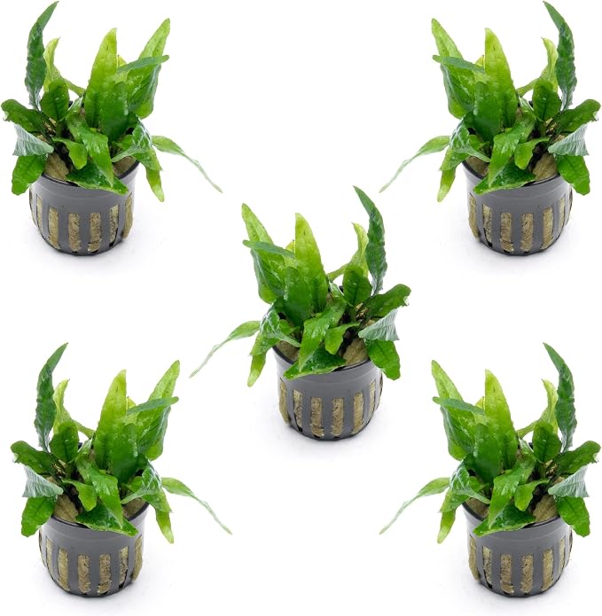 Java Fern Live Aquarium Plants - Potted Freshwater Plant for Fish Tanks - Beginner Friendly, Low Light (Narrow Mini, 5 Pots)