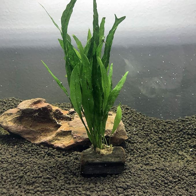 Live Plants on Driftwood | Aquatic Plants for Aquariums and Vivariums (Microsorum on Small Driftwood)