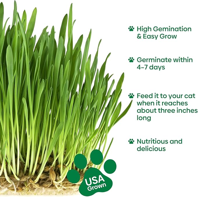 Groundio Cat Grass Seeds, 16 OZ, Grown in The USA for Indoor Cats, Non-GMO, 1 Pound