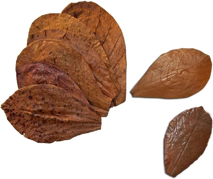 SunGrow Betta Leaves, Beneficial Indian Almond Leaves for Overall Development
