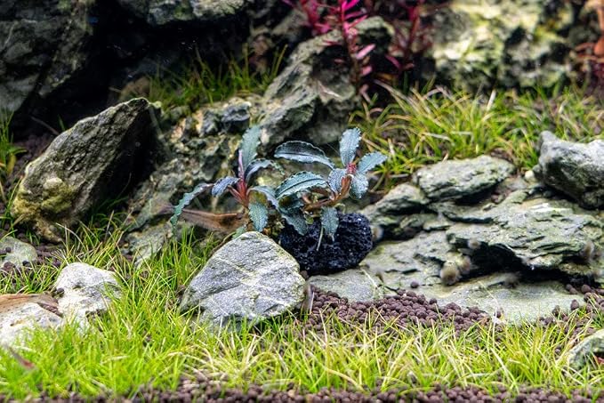 Live Planted Decor - Bucephalandra Godzilla (Bucephalandra sp.) on Lava Stone (Framed) - Dark Green Leaves with Ruffled Edges Aquatic Plant, Low to Medium Light for Aquascaping, 1 Pack