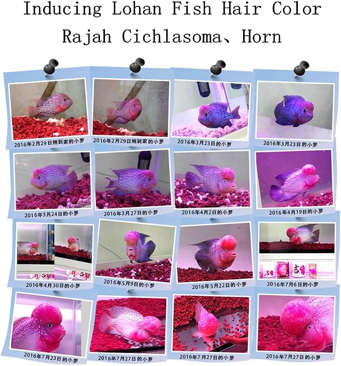 About 120 PackAquarium Red Lava Rock Fish Tank Volcanic Pumice Stones for Shrimp Betta(1''-1.2'')