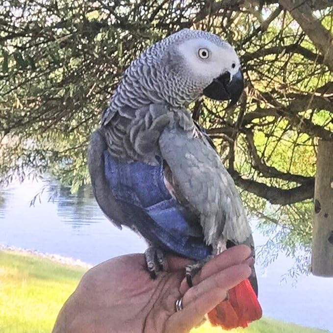 Avian Fashions FeatherWear FlightSuit X-Large(12) Bird Diaper in Denim Print