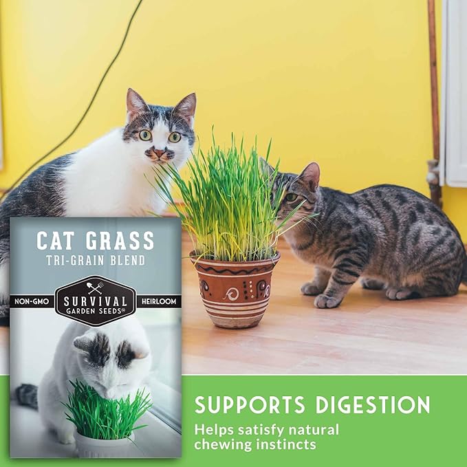 Cat Grass Seeds for Planting – Grow Pet Greens Indoors or Outdoors – Heirloom Non-GMO Tri Grain Blend – Survival Garden Seeds (2 Pack, Seed Only)