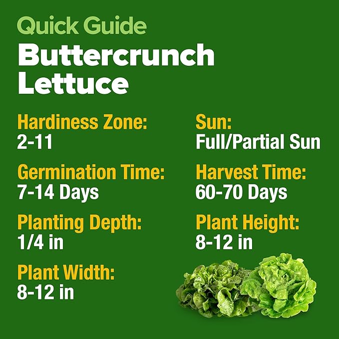 HOME GROWN Buttercrunch Lettuce Seeds 3950+ Bulk Pack Heirloom Non-GMO, High Germination, Bibb Lettuce for Planting, Indoor Outdoor Hydroponic Garden, Heat Tolerant,Year-Round Harvest (Lactuca sativa)