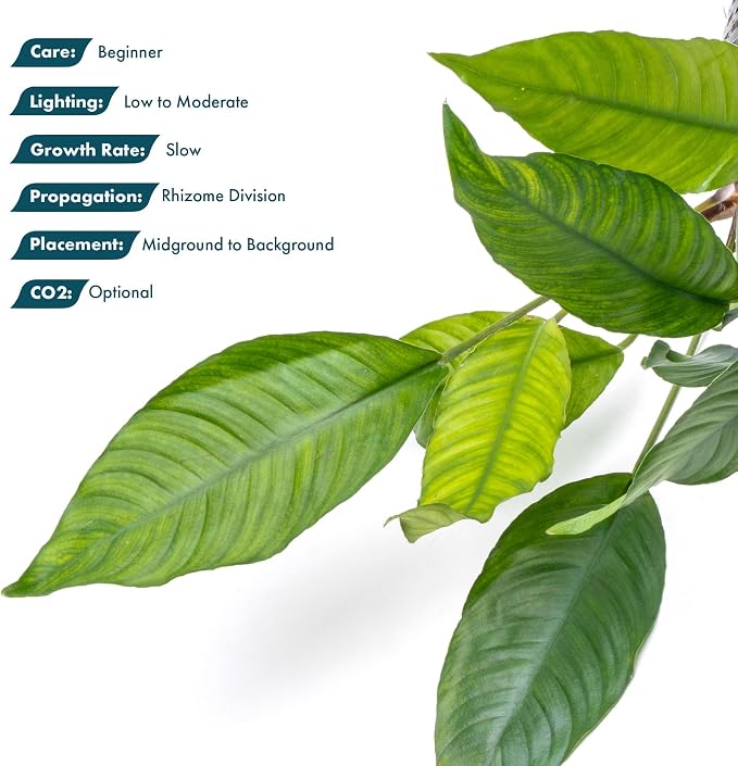 Anubias Live Aquarium Plants - Potted Freshwater Plant for Fish Tanks, Terrariums - Beginner Friendly Low Light (Heterophylla, Mother Plant)