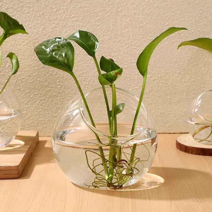 Milisten 3pcs Glass Terrariums for Plants, Slanted Terrarium Jar, Glass Fish Bowls for Air Plant Succulent Cactus Moss, Clear Globe Vase Container for Home Desktop Micro Landscape Decor, 3 Size