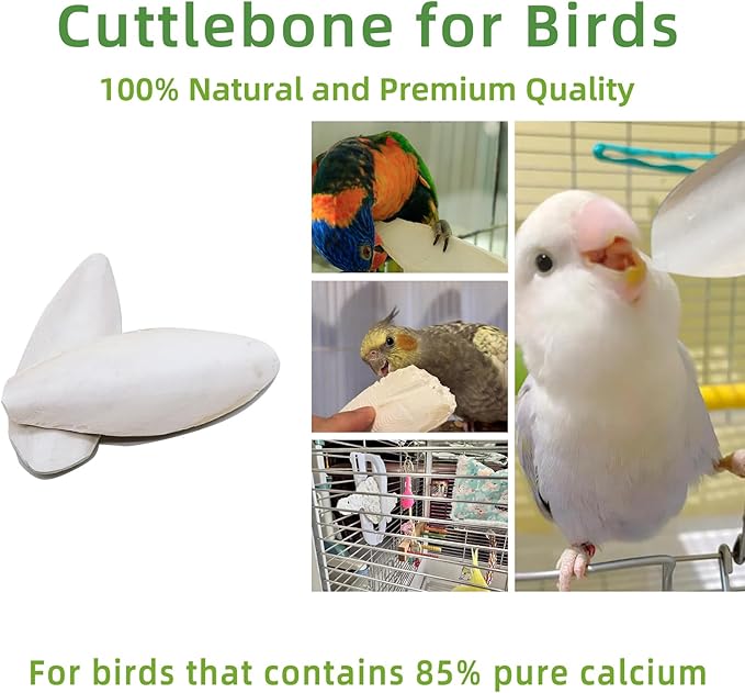 4.3"-4.7" Cuttlebone for Birds,Parakeets Cuddle Bone Beak Trimming,Premium Calcium Natural Cuttlefish Bone for Parrot,Cockatiel,Budgie,Tortoise, Snails,Reptiles,12 Pcs