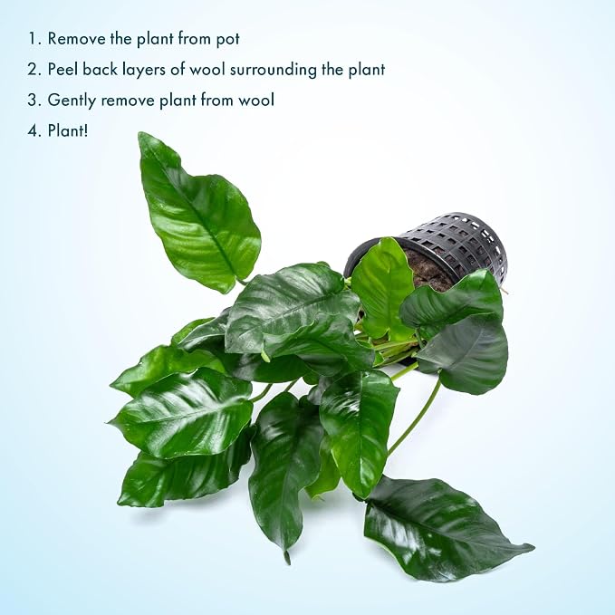 Anubias Live Aquarium Plants - Potted Freshwater Plant for Fish Tanks, Terrariums - Beginner Friendly Low Light (Nana, Mother Plant)