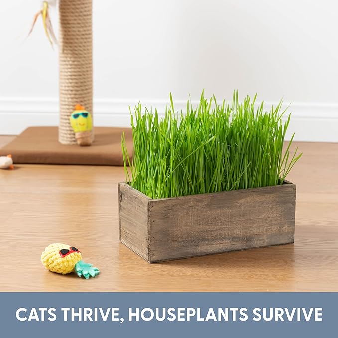 The Cat Ladies Cat Grass Kit Complete with Rustic Wood Planter, Organic Seed and Soil. Easy to Grow - Great for Indoor or Outdoor Cat, Dogs and Other Pets. Prevent Hairballs and Aid Digestion