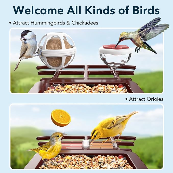 PeckCam® Bird Feeder with Camera Solar Powered, AI Identify & Auto Capture, 2K HD Live Video Smart Bird Feeder Camera Instant Notifications in Backyard, Gift Bird Lovers