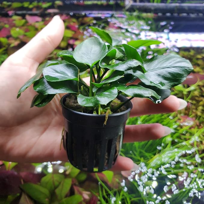 Anubias Live Aquarium Plants - Potted Freshwater Plant for Fish Tanks, Terrariums - Beginner Friendly Low Light (Barteri Round Leaf, 1 Pot)