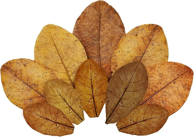 SunGrow 10 Indian Almond (Catappa) Leaves for Betta Fish - Aquarium Water Conditioner, Adds Tannins, Lowers pH, Enhances Color, Stress Relief, Water Softening Treatment, 4-7 Inches