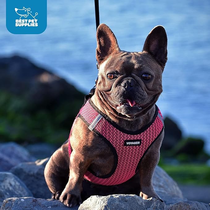 Best Pet Supplies Voyager Step-in Air Harness - All Weather Mesh, Reflective, No Pull Harness for Dogs, Cats - Secure with Hook & Loop Fastener, Buckle, Double D-Rings - Fuchsia 2-Tone, S