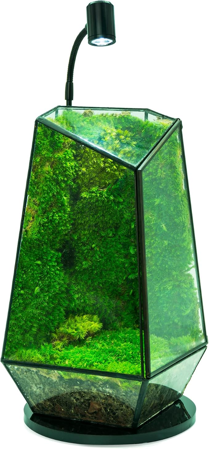 MINI Terrarium Aquarium Black Spotlight for Potted Plants, Betta Fishes, Bottle Jars, Displays, Indoor Plant, Succulents, Air Plants