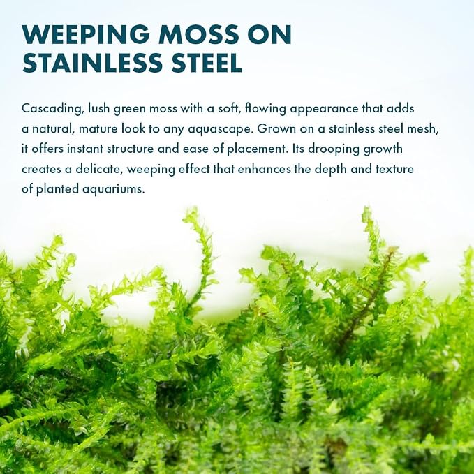 Live Plants - Weeping Moss (Vesicularia ferriei) - Low to Medium Light, Bright Green Accent Freshwater Aquatic Moss, Foreground Placement for Aquascaping - Stainless Steel, 1 Pack