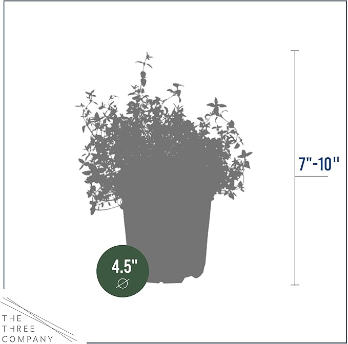 Live Aromatic and Edible Herb - Thyme (4 Per Pack) - Reduces Stress and Anxiety - 6" Tall by 4" Wide