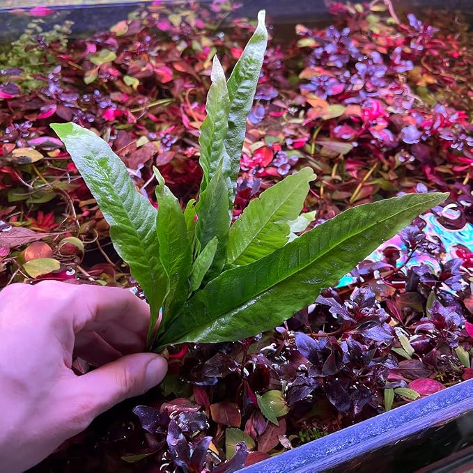 Java Fern Live Aquarium Plants - Freshwater Plant for Fish Tanks - Beginner Friendly, Low Light (Java Fern, Bare Root (5 Pieces))