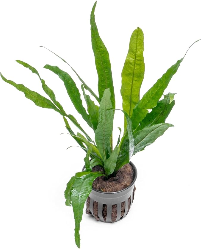 Live Plants - Microsorum Pteropus ‘Narrow’ (Microsorum pteropus) - Low to Medium Light, Deep Green Accent Aquatic Epiphytic Plant, Midground to Background Placement - Pot, 1 Pack