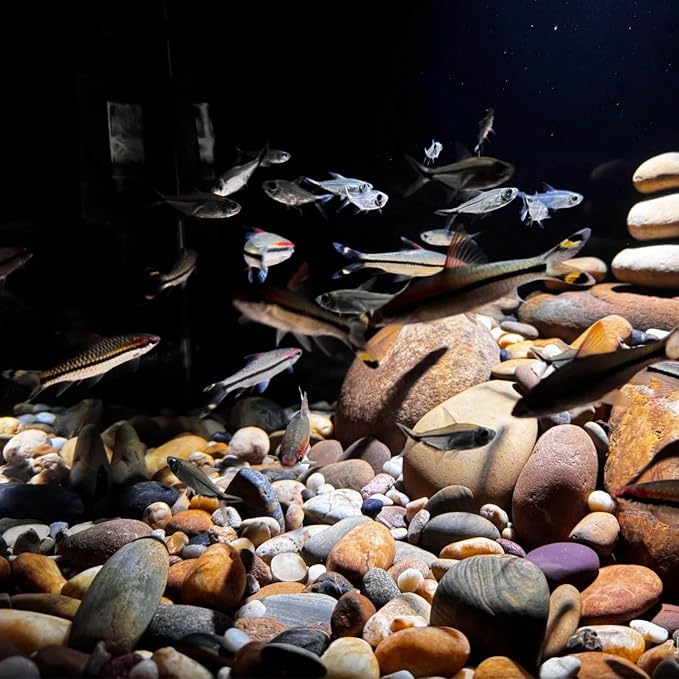 FANTIAN 40 lbs River Rocks for Landscaping, 2-3 Inch Garden Rocks Pebbles | Large Rocks Decorative Stones for Landscaping, Painting, Aquarium, Fish Tank, Plants, Crafting, Walkways, Outdoor
