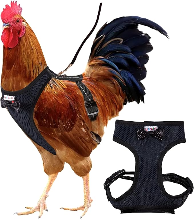 Adjustable Chicken Harness Diaper (5.4ft Leash) – Breathable & Washable Secure Training for Hens, Ducks & Chicks | Outdoor Walking & Discipline Solution,Black