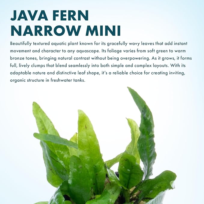 Java Fern Live Aquarium Plants - Potted Freshwater Plant for Fish Tanks - Beginner Friendly, Low Light (Narrow Mini, 3 Pots)