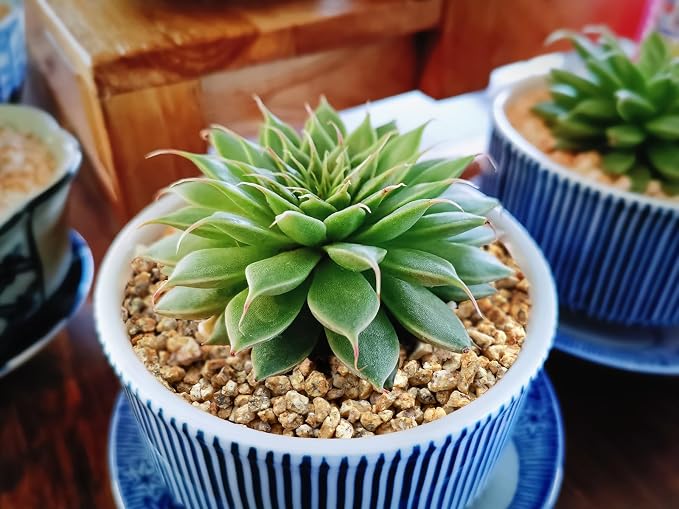 Boniosz 5lb Succulent and Cactus Maifanitum Stones, Décor & Additive Rocks,DIY Rocks Gravel for Bonsai, Fairy Gardening, Vases Fillers, Terrarium