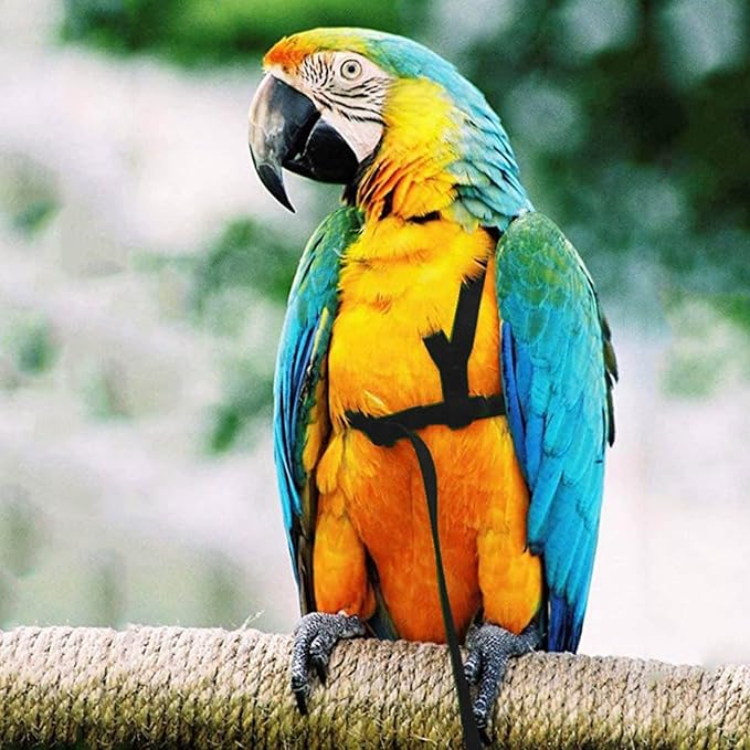 Parrot Harness Leash, Adjustable Buckle Elastic Rope Easy to Wear Convenient String for Cockatiel Lovebird Outdoor Playing Parties (XS)