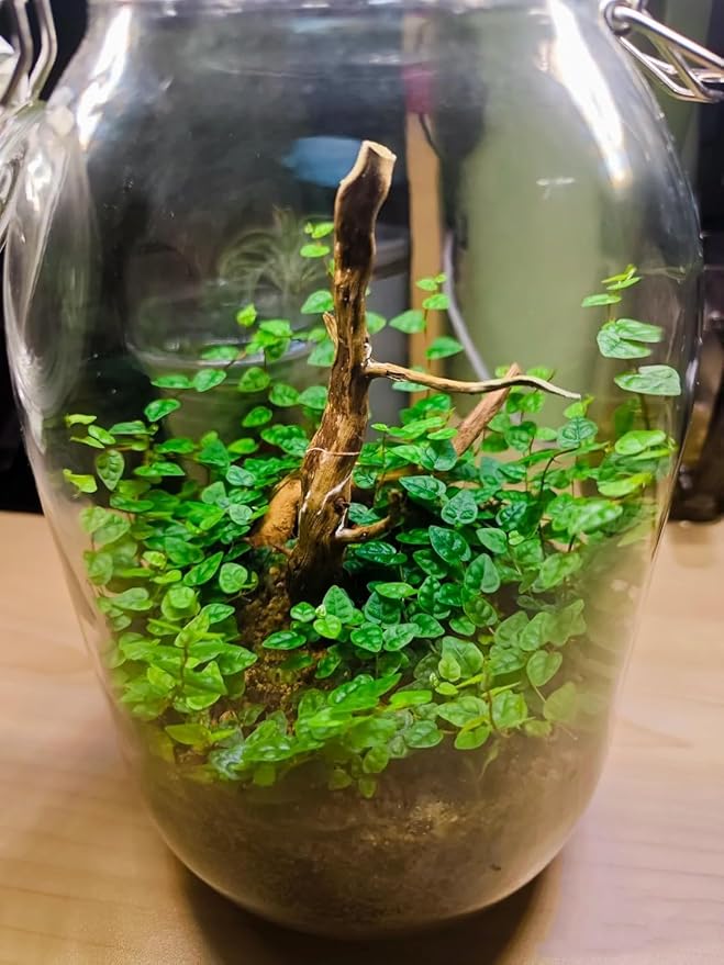 1Pc Natural Aquarium Driftwood Branches Wood Aquarium Trunk Driftwood Tree Fish Tank Log Decoration Plant Stump, Aquarium Decoration Wood Aquarium Thematic Ornaments Aquarium Accessories (8-10cm)